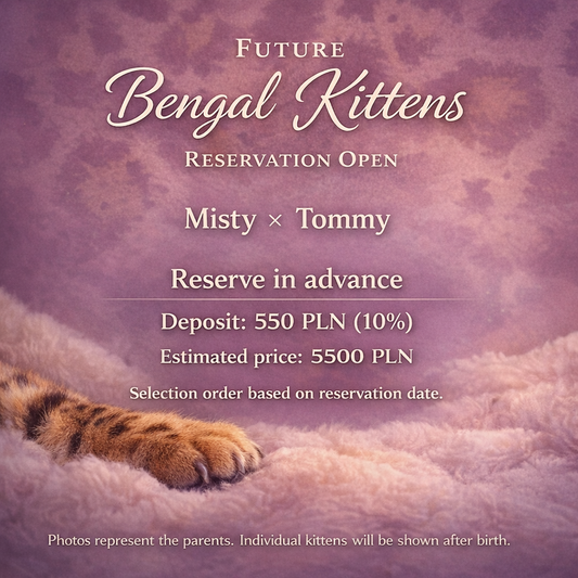 Bengal Kitten – Reservation (Expected Misty Litter)