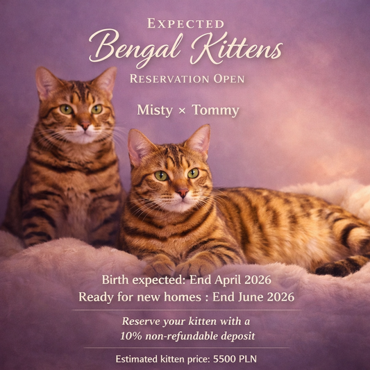 Bengal Kitten – Reservation (Expected Misty Litter)