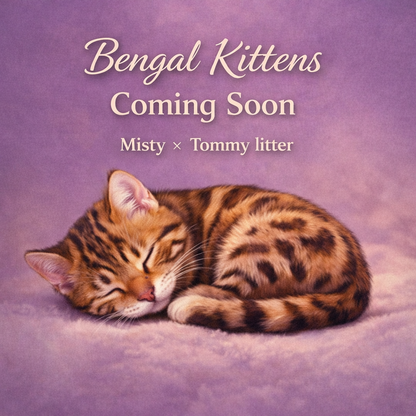 Bengal Kitten – Reservation (Expected Misty Litter)